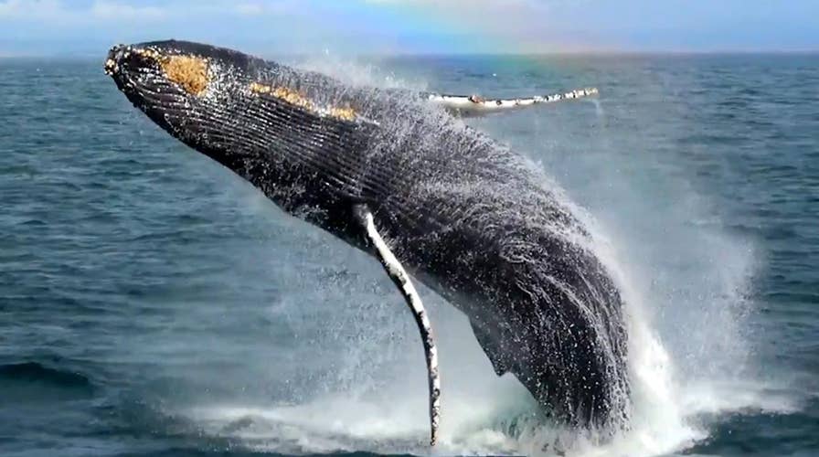 Breaching humpback puts on show for whale watchers