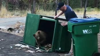 Nevada firefighters free bear cubs trapped in garbage bin