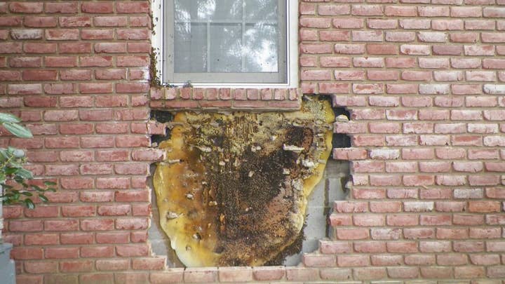 Tennessee bee catcher removes 35,000 honey bees from a brick wall