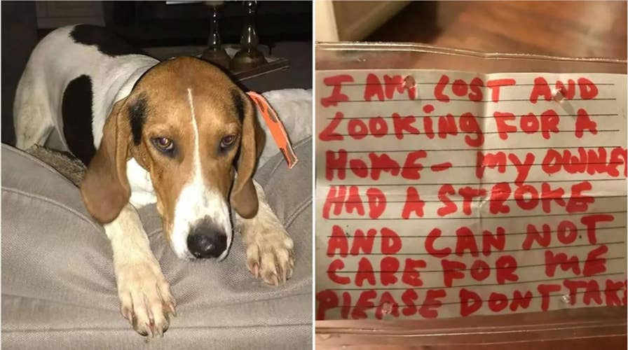 Lost Michigan puppy found wandering with a note