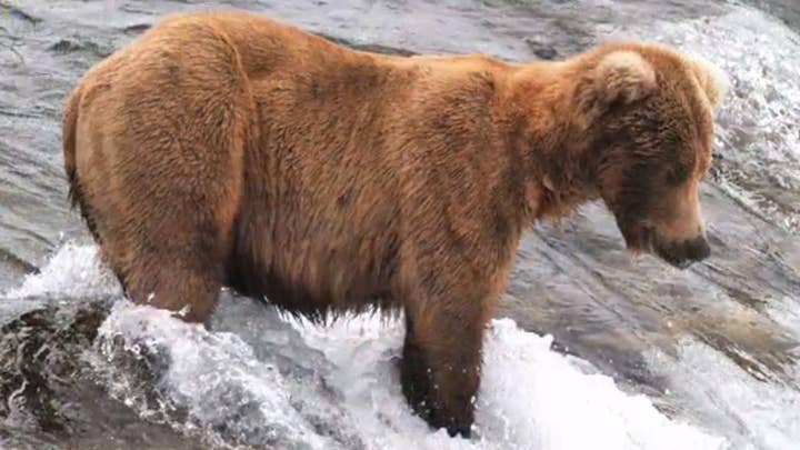 Brown bear’s amazing weight gain