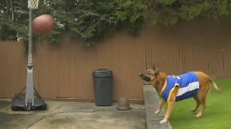 Rescue dog throws perfect 'alley-oop' in viral video