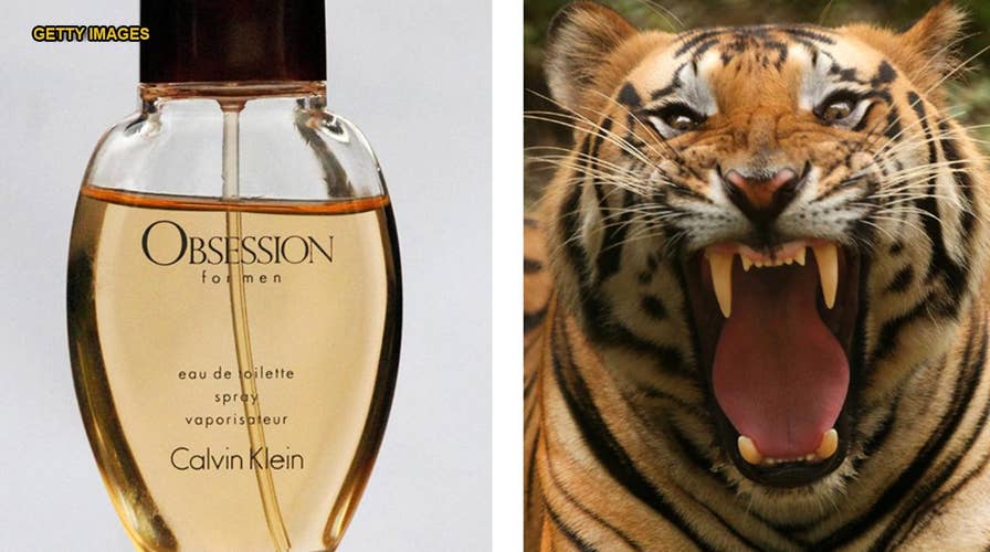 Calvin Klein scent used to hunt 'killer' tiger