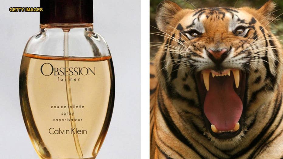 Killer Tiger Hunt Trackers Use Calvin Klein Scent In Desperate
