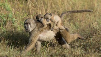 Idaho fish and game commissioner getting requests to resign after hunting 'family of baboons' on Africa trip