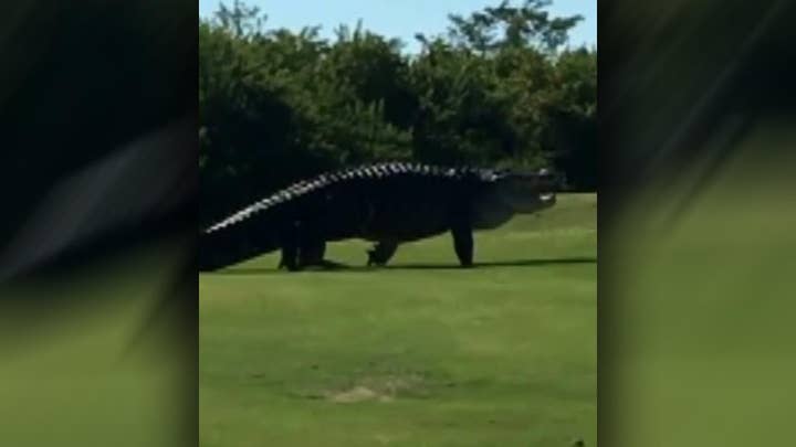 Fifteen foot alligator spotted at Florida golf course