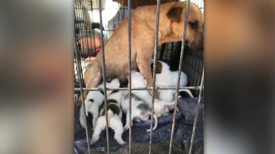 Stray dog plays mother hen to 21 homeless puppies