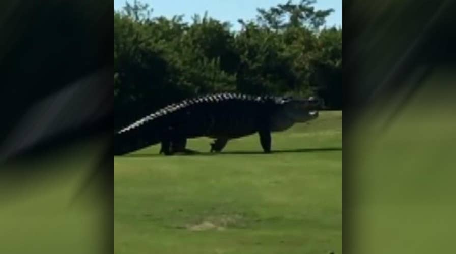 Fifteen-foot alligator spotted at Florida golf course