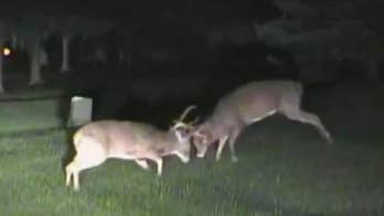 Ohio police capture video of deer duking it out, say they decided to let ‘nature take its course’