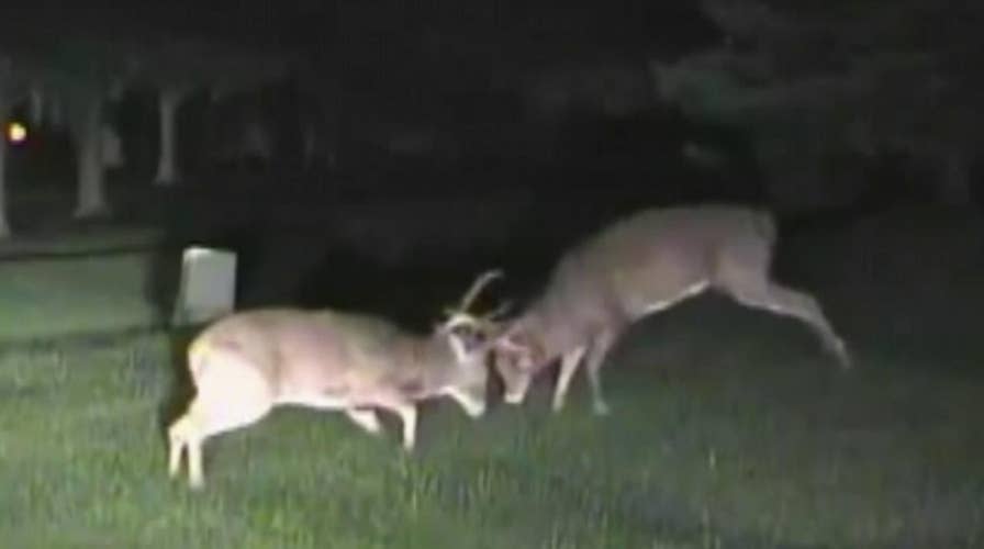 Police dashcam catches two deer fighting