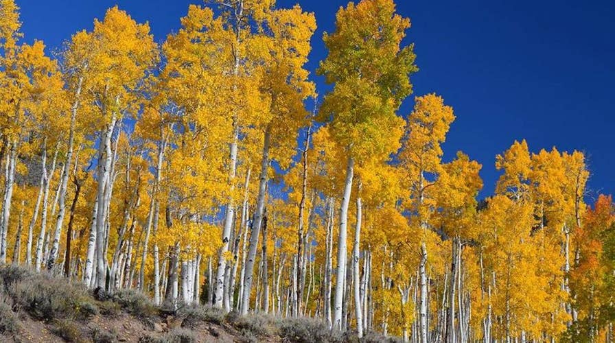 Ancient forest in Utah is dying, scientists warn