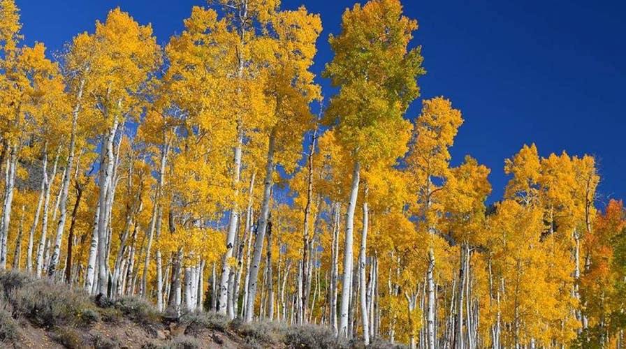 Ancient forest in Utah is dying, scientists warn