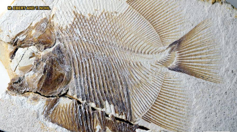 150-million-year-old piranha-like fish discovered