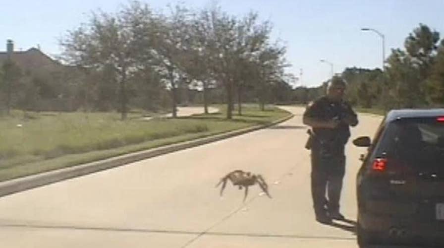 Dashcam footage captures ‘giant’ spider during traffic stop