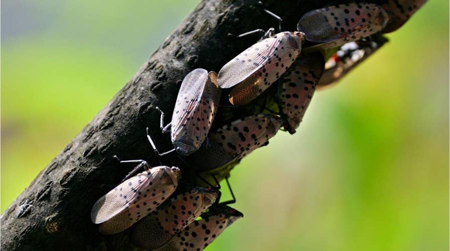 ‘Most destructive insects in 150 years’ invade Virginia and Pennsylvania