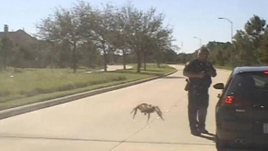 Giant Spider Creepily Crawls Toward Texas Cop During Traffic Stop Dashcam Video Shows Fox News 