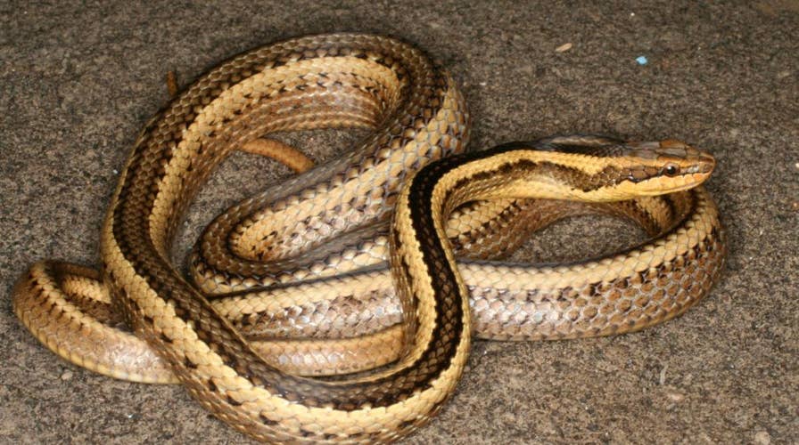 Snake named after college professor