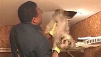 Virginia fire crew rescues dog stuck in ceiling