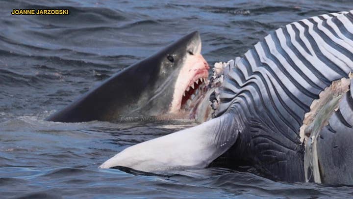 GRAPHIC IMAGES: Photos show great white sharks devouring whale