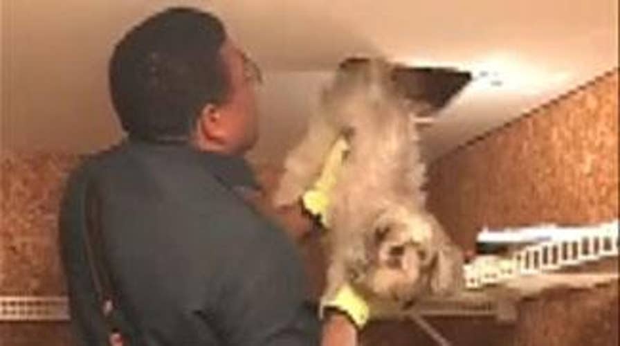 Dog rescued from HVAC duct