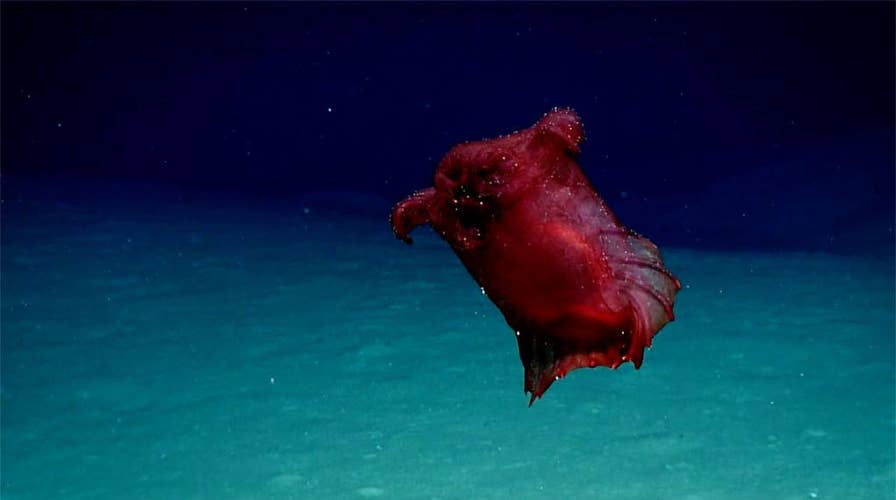 'Headless chicken monster’ discovered in the Southern Ocean