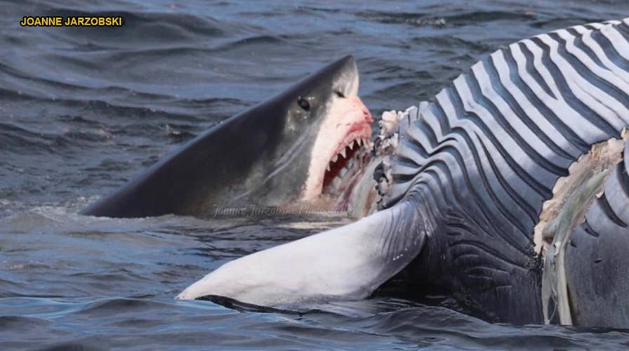 GRAPHIC IMAGES: Photos show great white sharks devouring whale