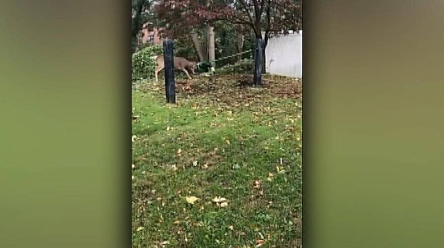 Emergency Service Unit helps untangle large buck