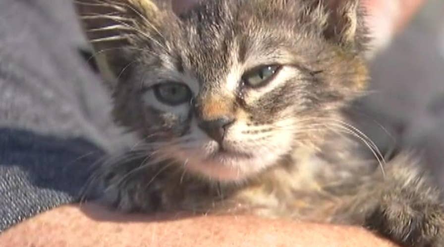 Oregon man saves kitten glued to the road