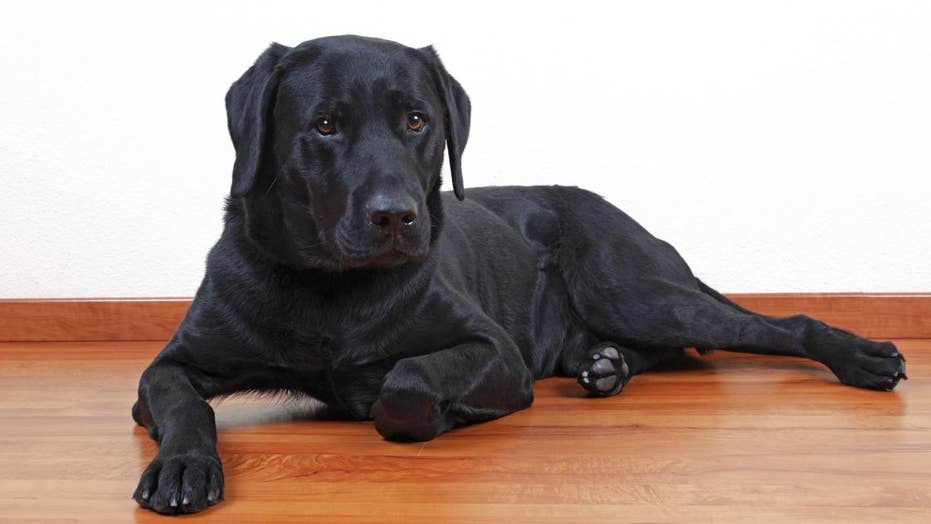 lab dog black colour