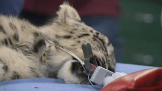 Snow leopard cub undergoes eye surgery at Sacramento Zoo - Fox News