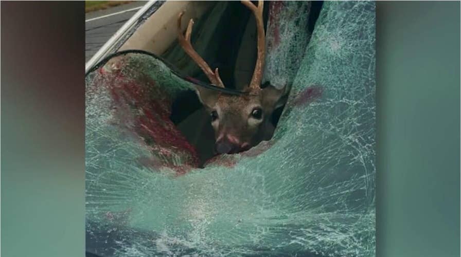 Deer smashes through car windshield, lands in passenger seat