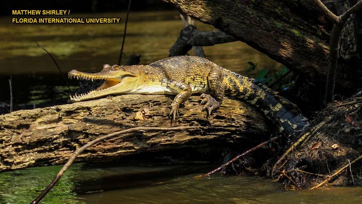 New crocodile species discovered by researchers