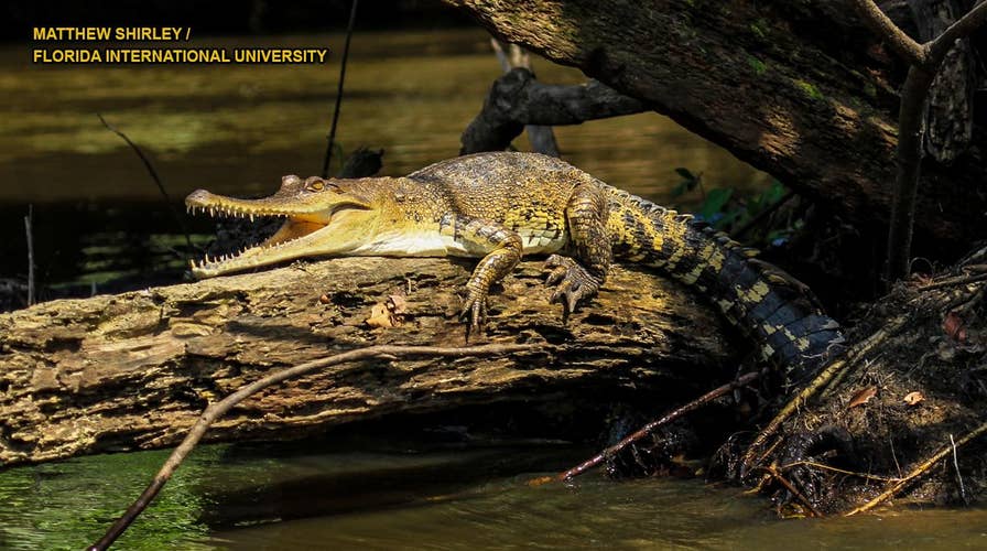 New crocodile species discovered by researchers