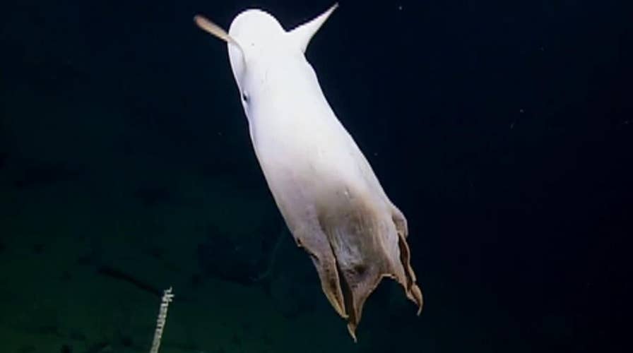Raw video: Rare Dumbo octopus spotted in the deep sea