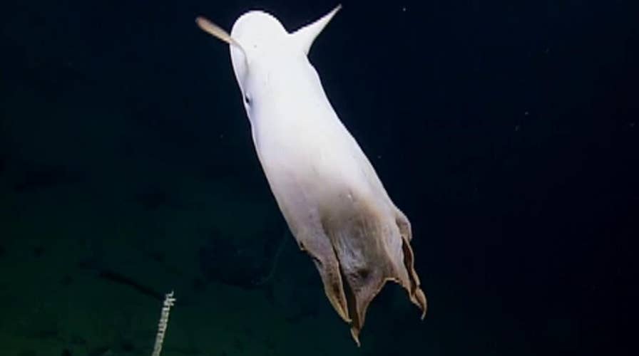 Raw video: Rare Dumbo octopus spotted in the deep sea