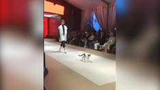 Cat crashes runway at Turkey fashion show, goes viral on Instagram