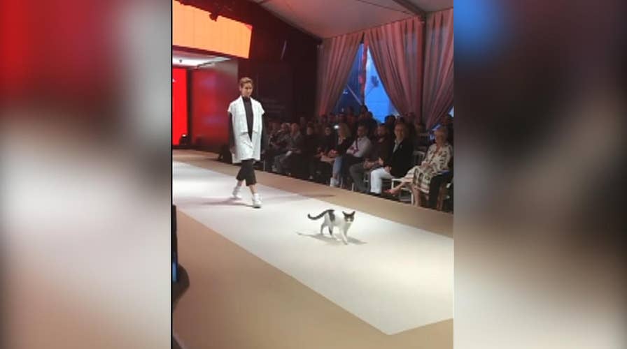 Cat goes viral for impromptu runway debut in Turkey