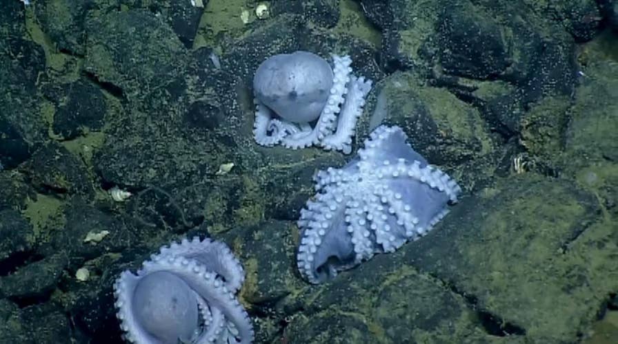 Raw video: Scientists find massive brooding group of octopus