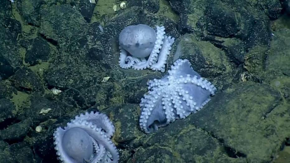 Cluster of 1,000 octopuses discovered during California deepsea