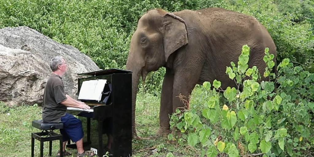 Man plays piano to soothe elephants at Thailand sanctuary | Fox News Video