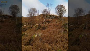 Incredible photo of deer hiding in plain sight goes viral: Can you spot it?