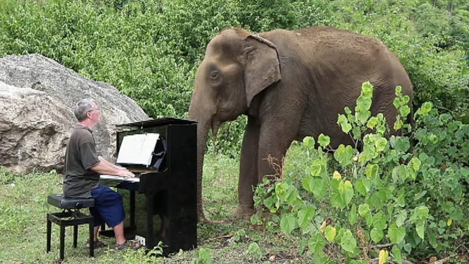 Blind, sick elephants comforted by pianist at Thailand sanctuary | Fox News