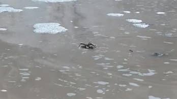 Tarantula in Texas seen ‘swimming’ in 'terrifyingly cool’ viral video