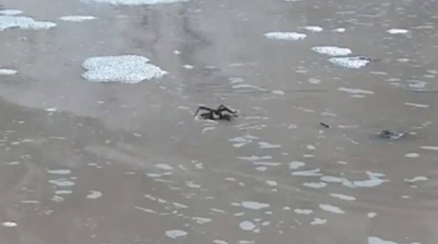 Tarantula spotted swimming in pool of water at Texas park