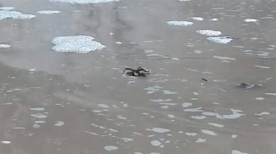 Tarantula spotted swimming in pool of water at Texas park