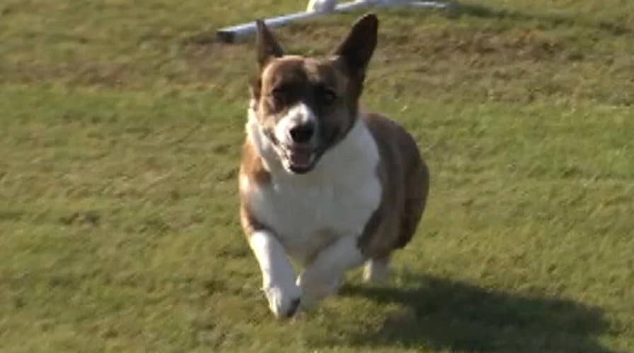 Tog dogs compete in world agility championships