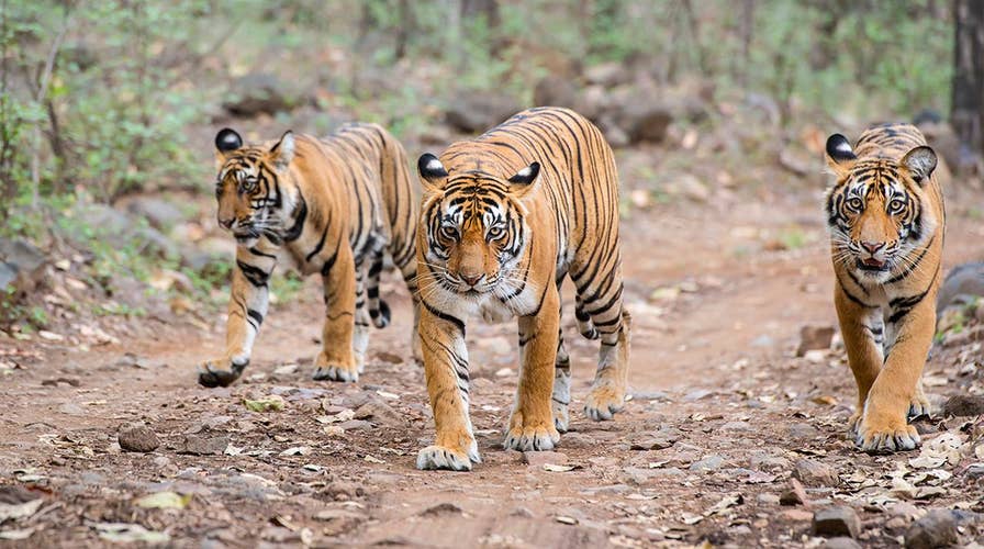 Villagers use Calvin Klein cologne, tractor to kill man-eating tigers