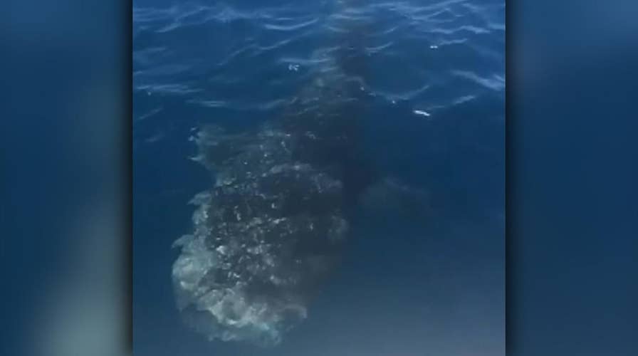 Fishermen locate whale shark off South Carolina coast