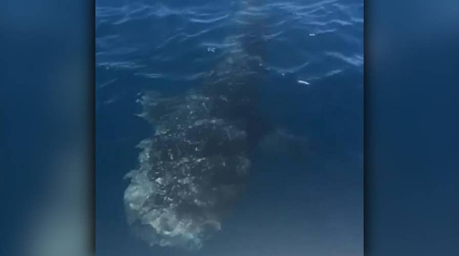 Fishermen locate whale shark off South Carolina coast