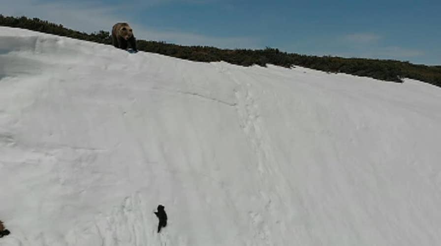 Bear cub falls down snowy mountainside, climbs back up